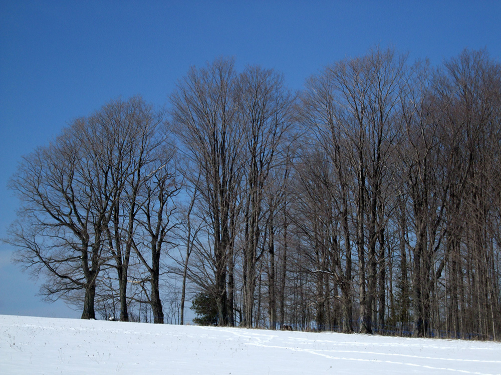 About Harwood Gold Maple Syrup Harwood Gold Charlevoix Michigan